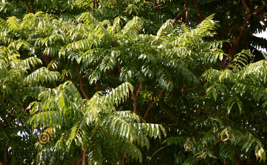 Azadirachta indica neem